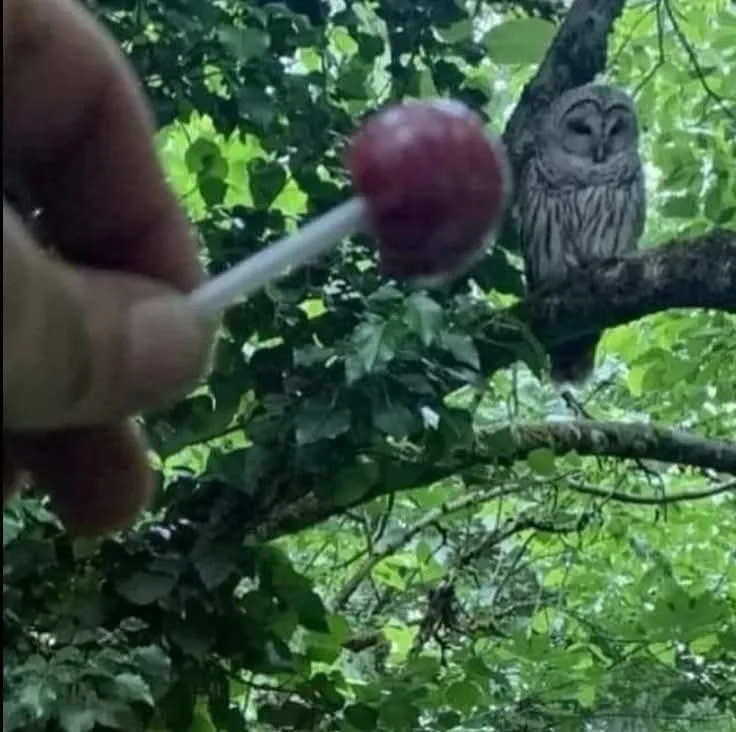 A hand holds a red lollipop in front of a barred owl perched on a tree branch in a lush green forest. The owl stares…