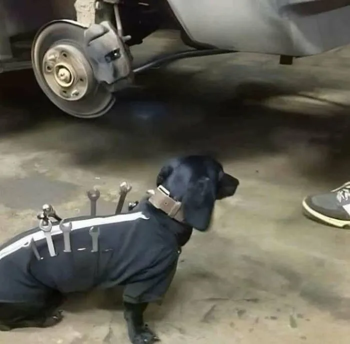 A black dachshund wearing a dark mechanic's jumpsuit with white stripes and a tool belt full of wrenches stands under a…