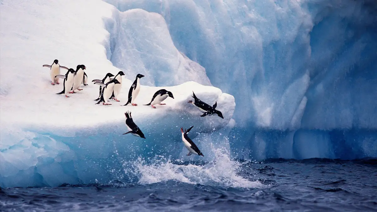 On Paulet Island, a colony of hundreds of thousands of AdÃÂ©lie penguins thrives. The 30-inch-tall birds are known for…