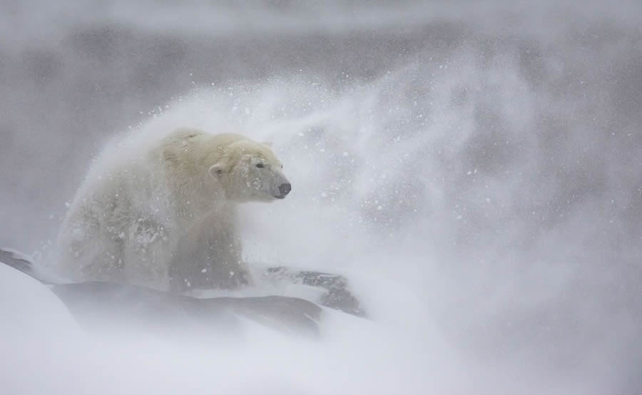 Embracing the Winter Wonderland: Snowy Blowy Days