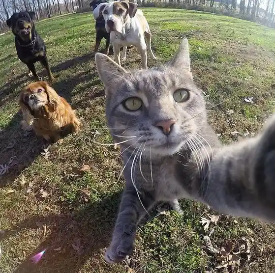 A gray tabby cat holds a selfie stick to take a close-up photo, looking directly at the camera with wide green eyes. In the…