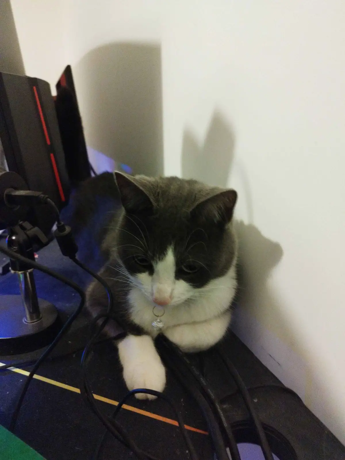 A black and white cat with a sad, tired expression sits among tangled computer cables on a desk, next to a microphone and…