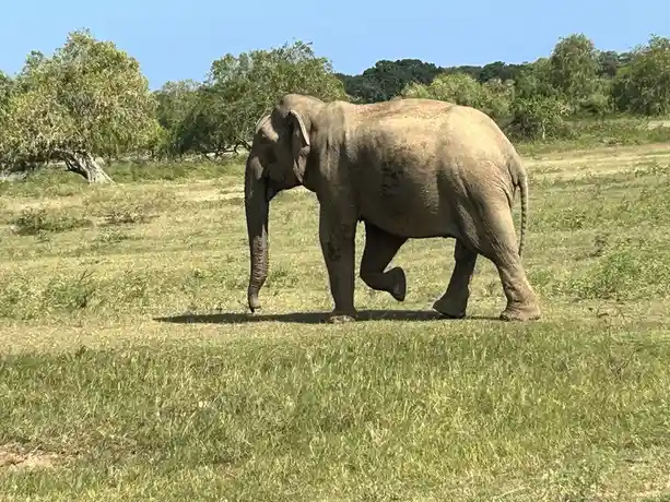 An elephant is captured mid-stride in a grassy field, appearing to run with one foot lifted and its trunk hanging down. The…