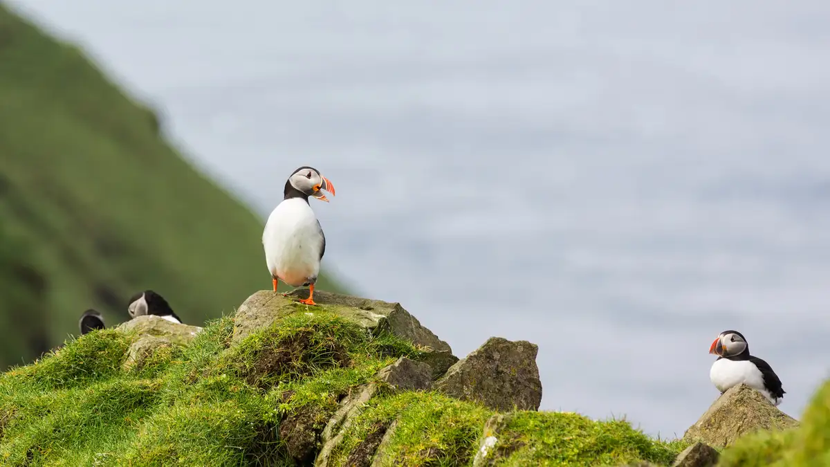 Nature's partners! Atlantic puffins mate for life, often spanning decades. These social birds communicate affectionately…