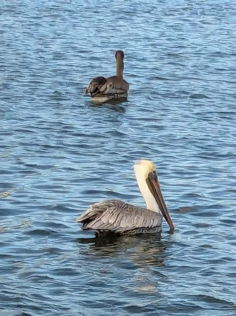 Two brown pelicans float on rippling blue water; the foreground pelican faces right with its head slightly bowed, while the…