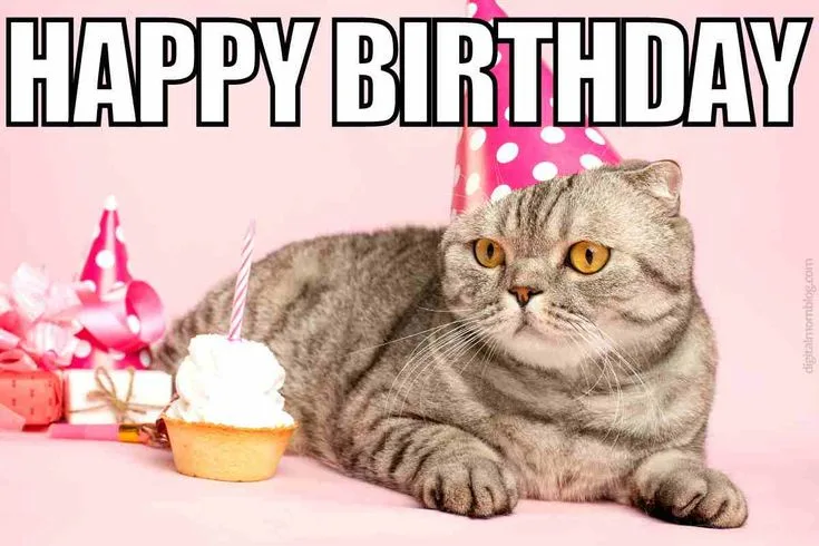Happy Birthday to the Feline Superstar!