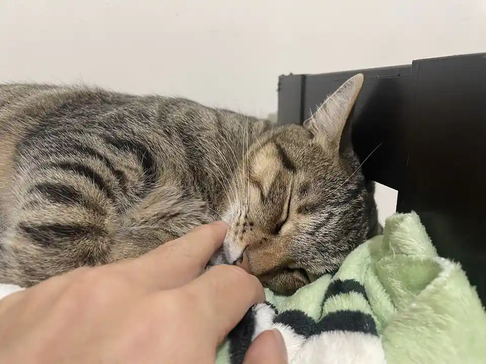 Just a Cat Being a Cat