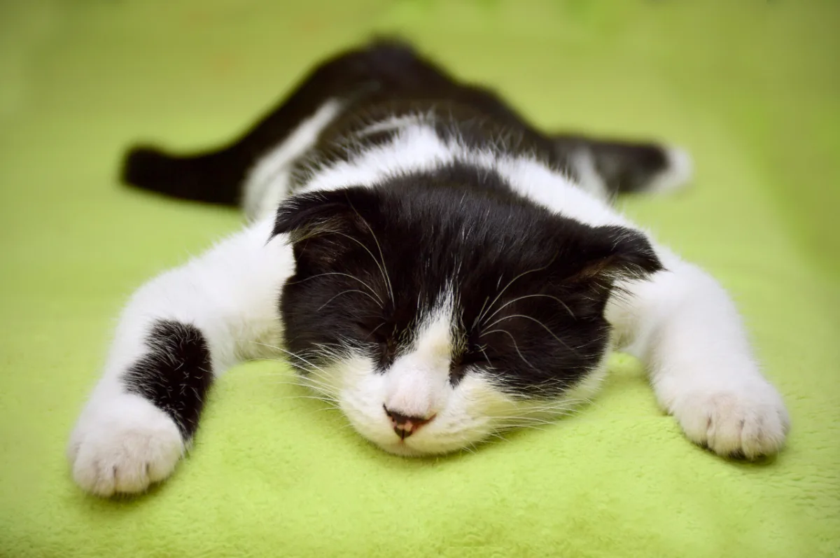 a black and white kitten is lying on its side on a bright green surface, appearing deeply asleep with its eyes closed. The…