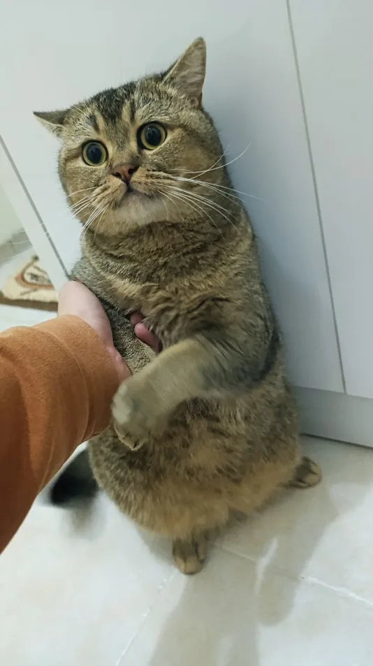 A tabby cat with wide, startled eyes sits upright on a tiled floor, looking upward. A human hand in an orange sleeve is…