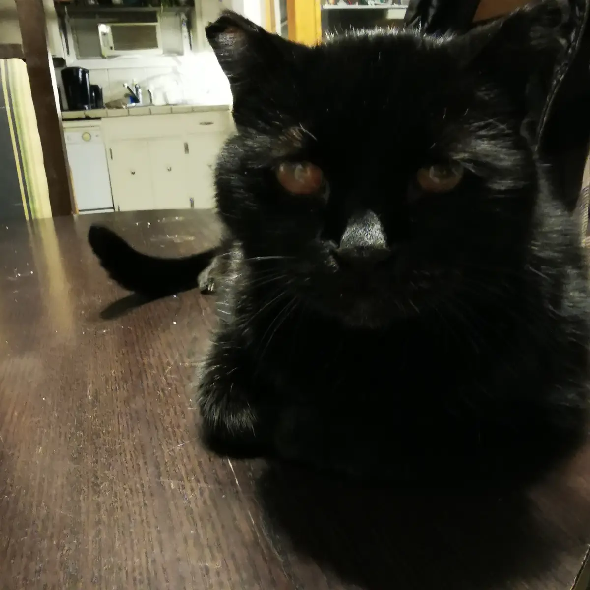A close-up photo of a black cat with wide, unimpressed eyes staring directly at the camera, sitting on a dark wooden floor…