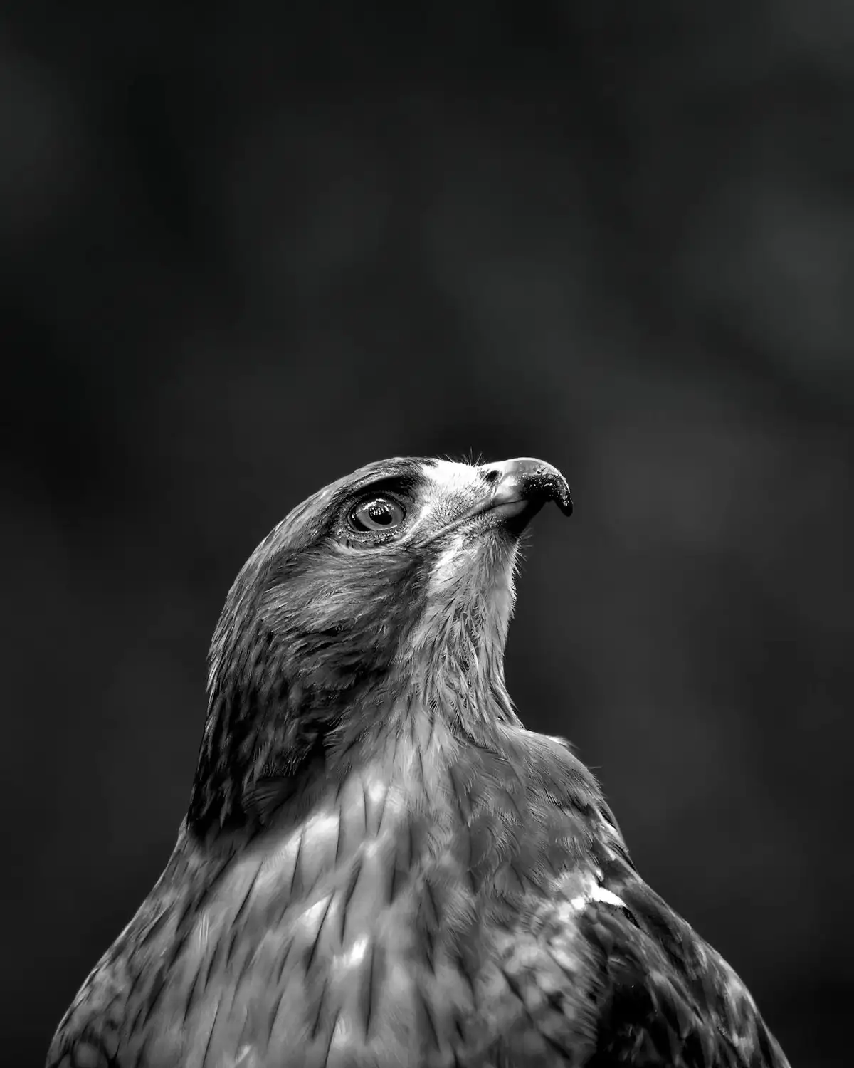 A black and white close-up photograph of a bird of prey, likely a hawk or falcon, looking upward with intense, wide eyes…