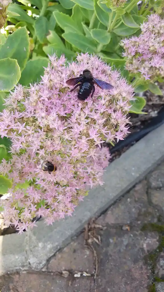 The Buzzing Duo: Bumblebee vs. Carpenter Bee