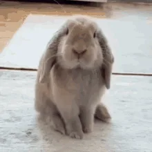A sequence of six identical photos shows a light brown lop-eared rabbit sitting still on a tiled floor, looking directly at…