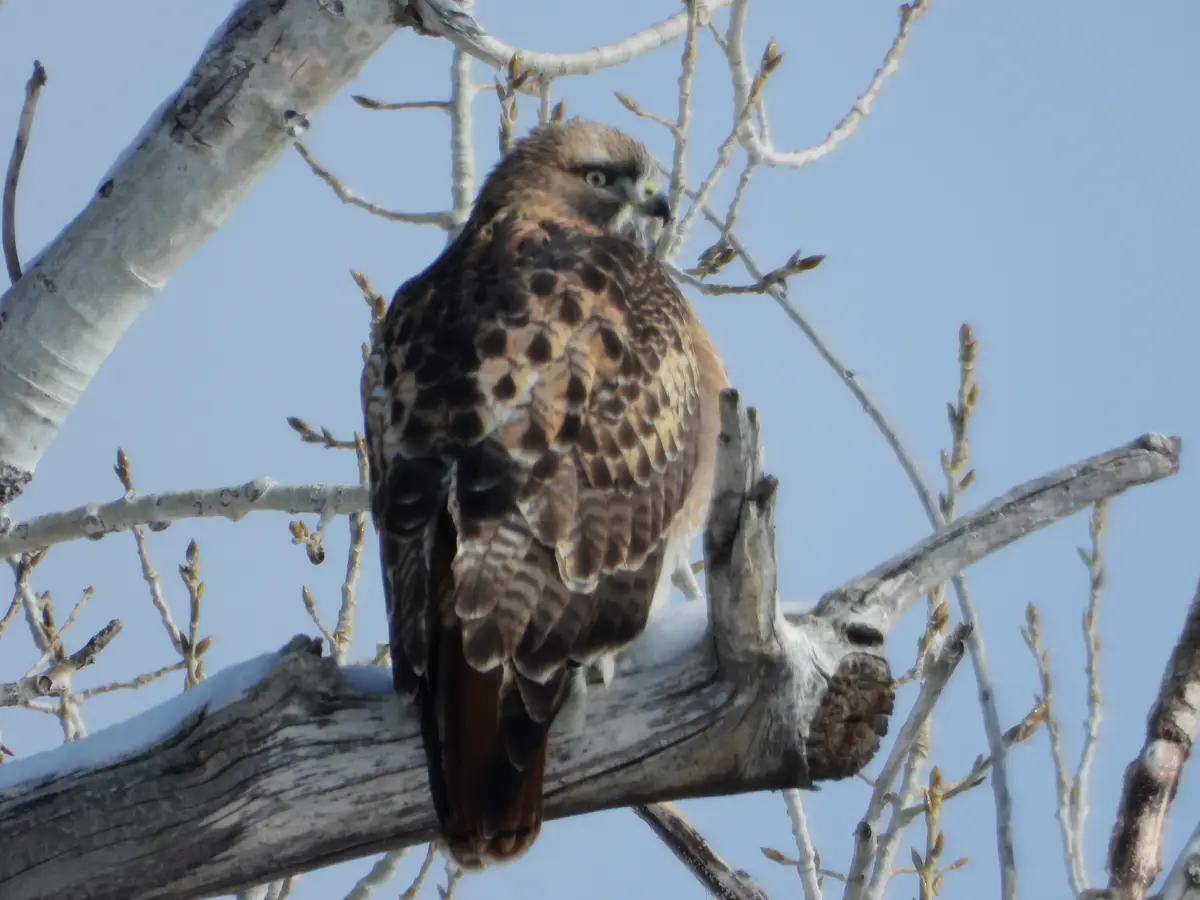 A hawk with brown and black spotted feathers perches on a snow-dusted tree branch against a clear blue sky, looking alert…