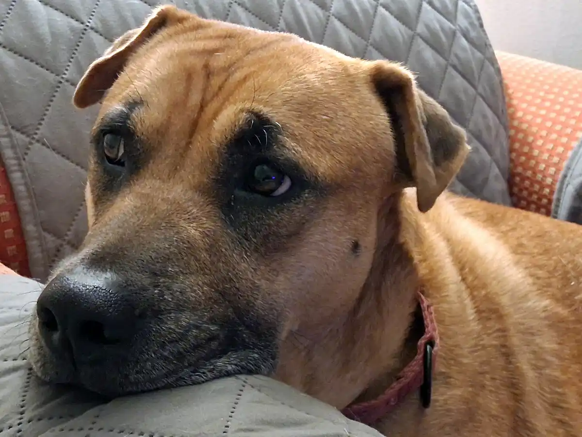 A close-up photo of a tan dog with dark facial markings and a red collar, resting its head on a gray quilted couch cushion…