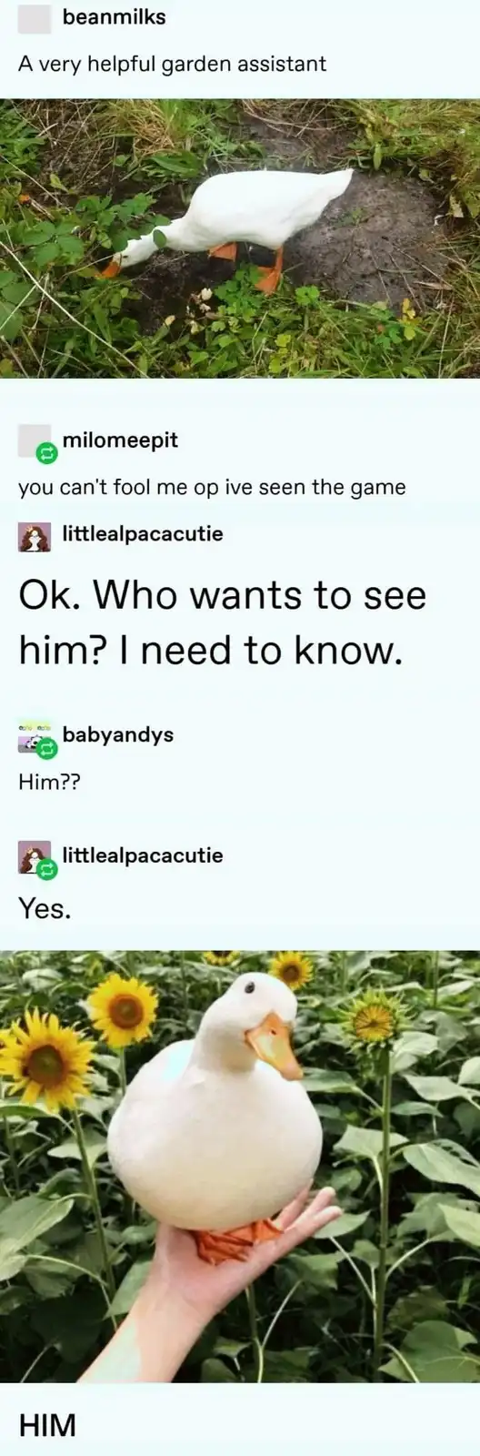 The meme shows two images of a white duck. The top image shows the duck in a garden, with text calling it 'A very helpful…