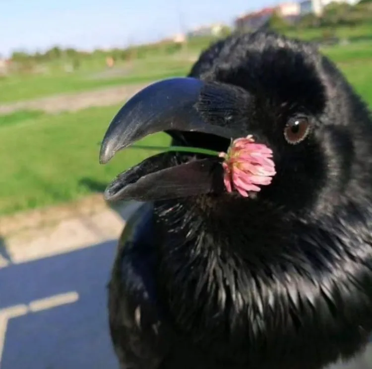 A close-up photo of a black bird, likely a crow or raven, holding a small pink flower in its beak against a blurred green…