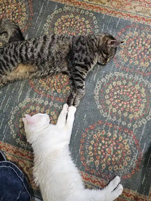 Meow-chaelangelo: The Artistic Cat