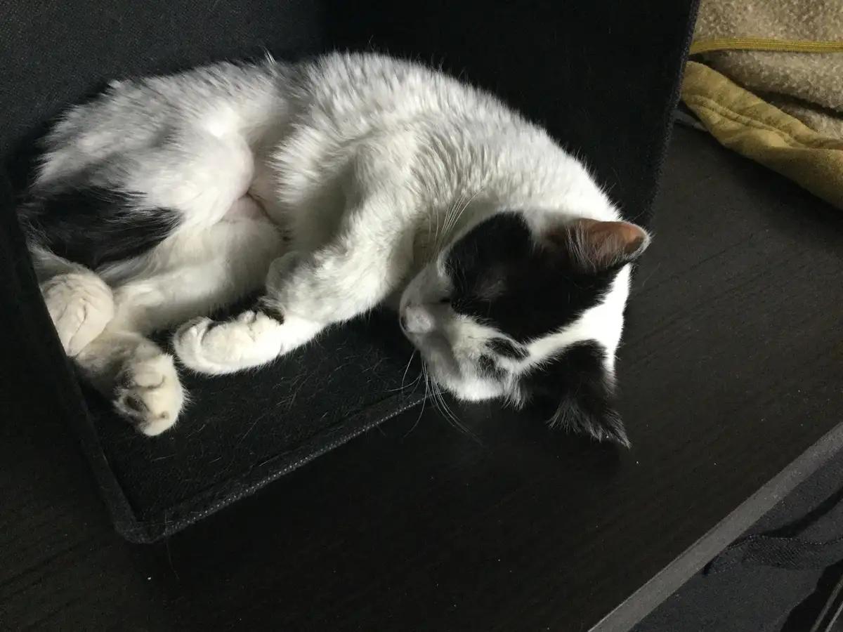 A black and white cat is curled up sleeping on a dark surface, its paws tucked in and eyes closed. The overlaid text reads…