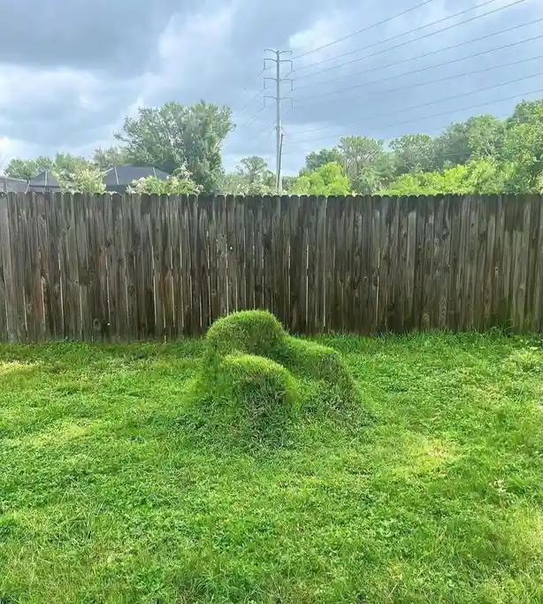 A grassy lawn features a patch of grass shaped like a chair, with a wooden fence and trees in the background under a cloudy…
