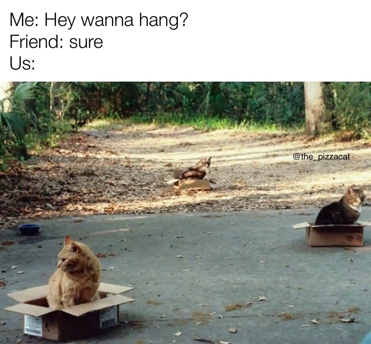 Three cats are sitting in separate cardboard boxes on a paved surface with dirt and foliage in the background. The text at…