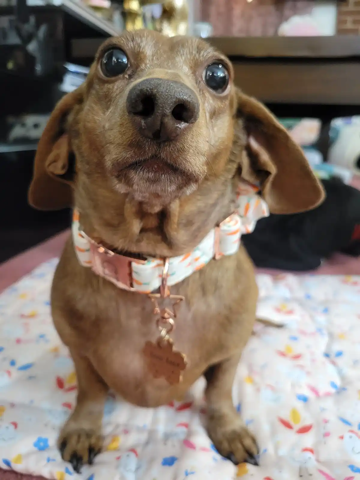 A close-up photo of a brown dachshund with large, expressive eyes looking upward, wearing a patterned collar with a…