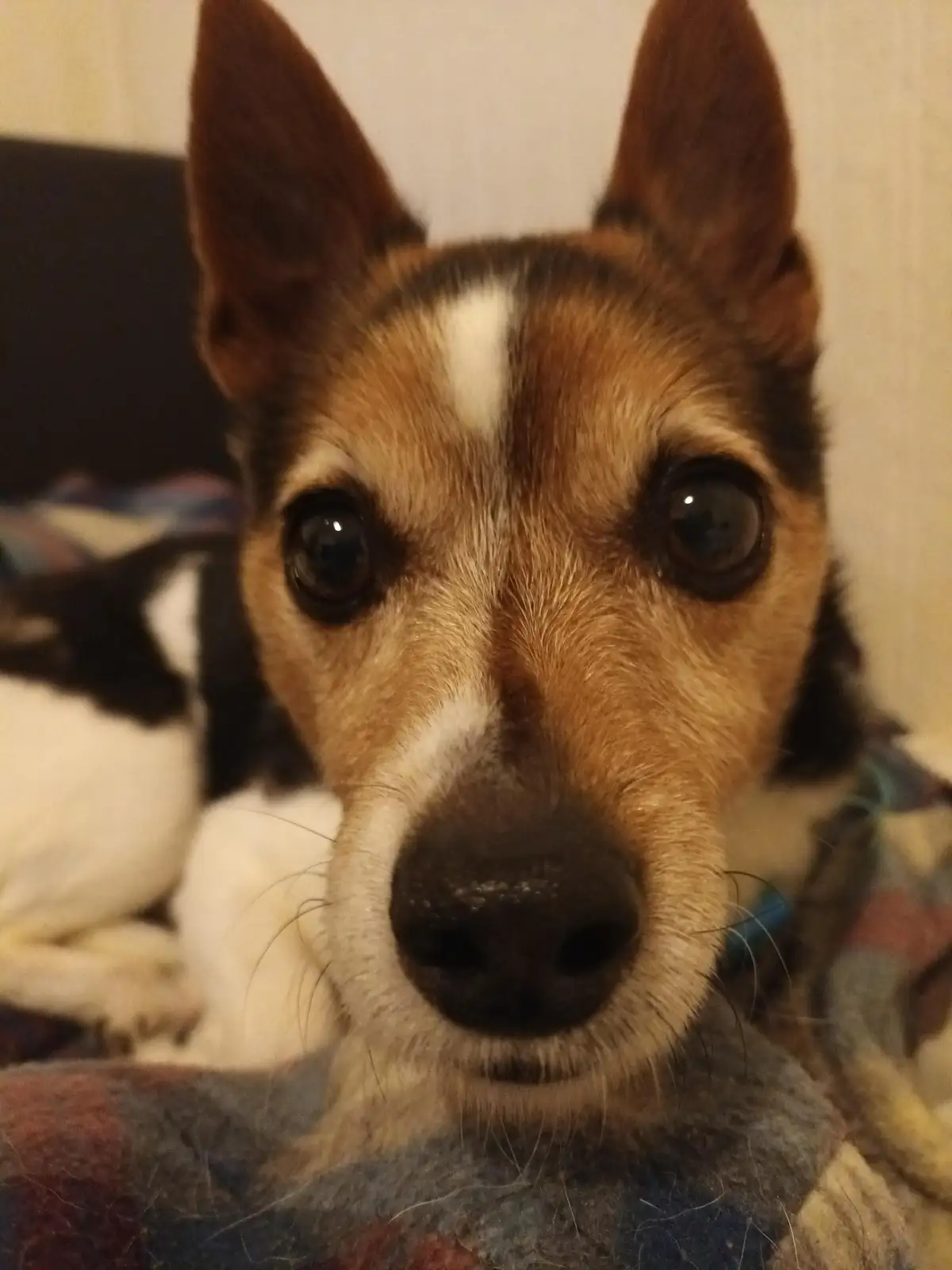 A close-up photo of a small dog with large, expressive brown eyes, a white stripe on its forehead, and a black nose, looking…