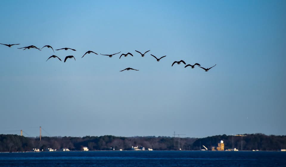 A flock of geese flies in a classic V-formation across a clear blue sky above a body of water, with a distant treeline and…