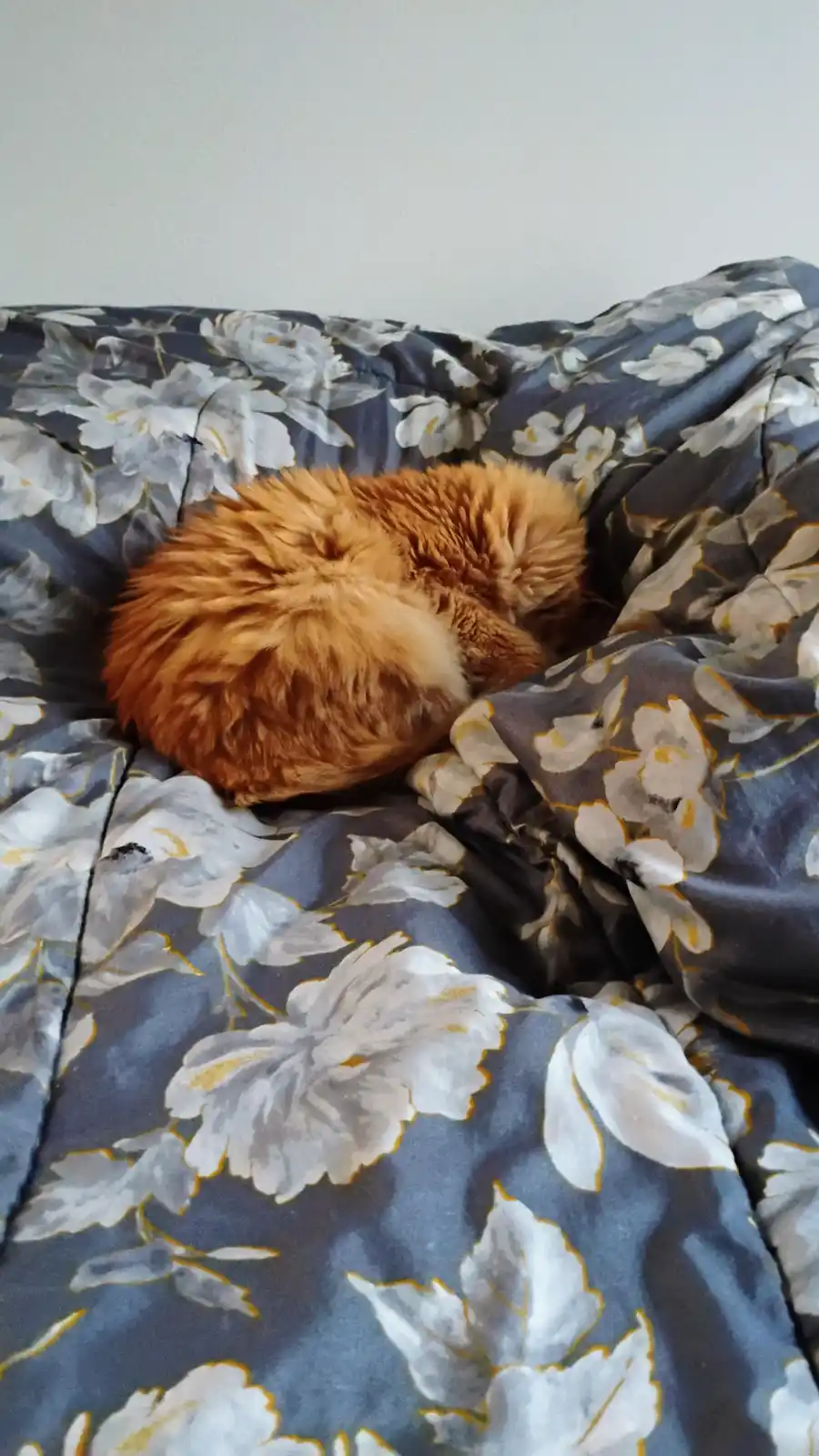 A fluffy orange cat is curled into a tight ball on a blue floral-patterned bedspread, appearing to be sleeping. The image…