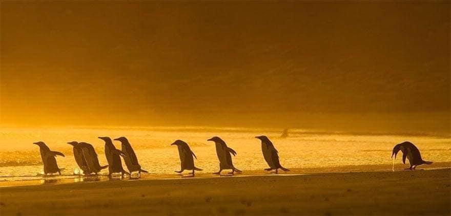 A line of penguins walks along a beach at sunset, silhouetted against a golden-orange sky and water. The penguins are…