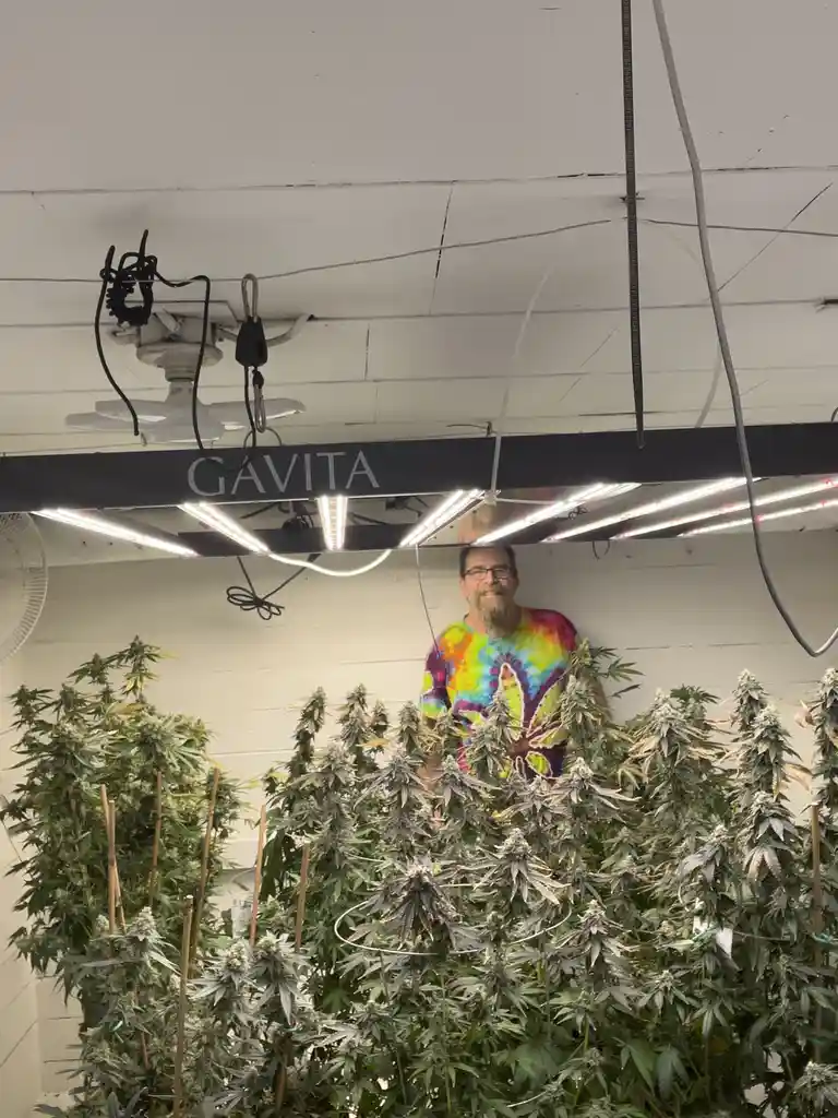 A man with a beard and glasses, wearing a colorful tie-dye shirt featuring a cannabis leaf, stands behind a dense crop of…