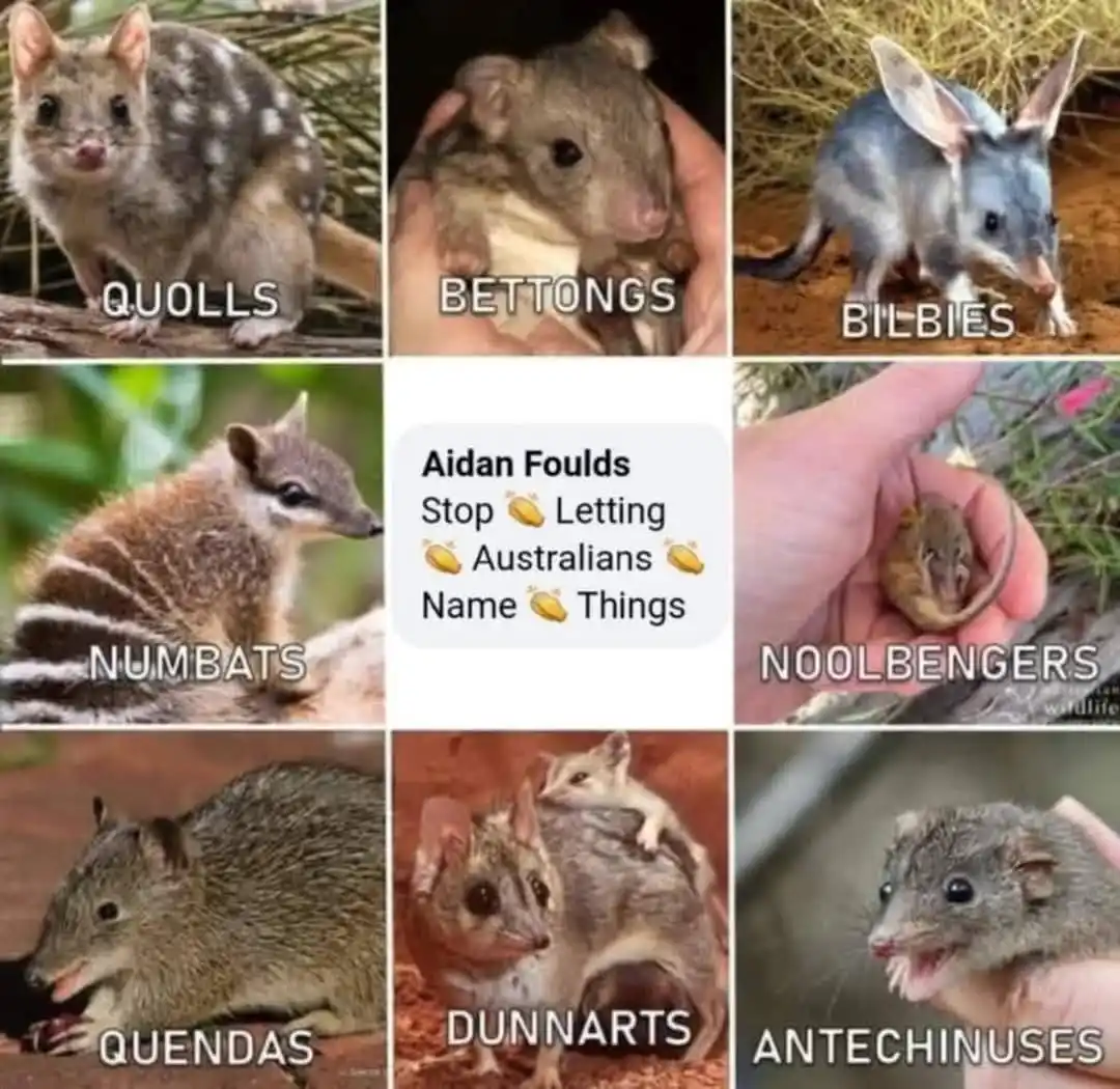 A grid of nine images showing various small Australian marsupials, each labeled with its correct scientific name: Quolls…