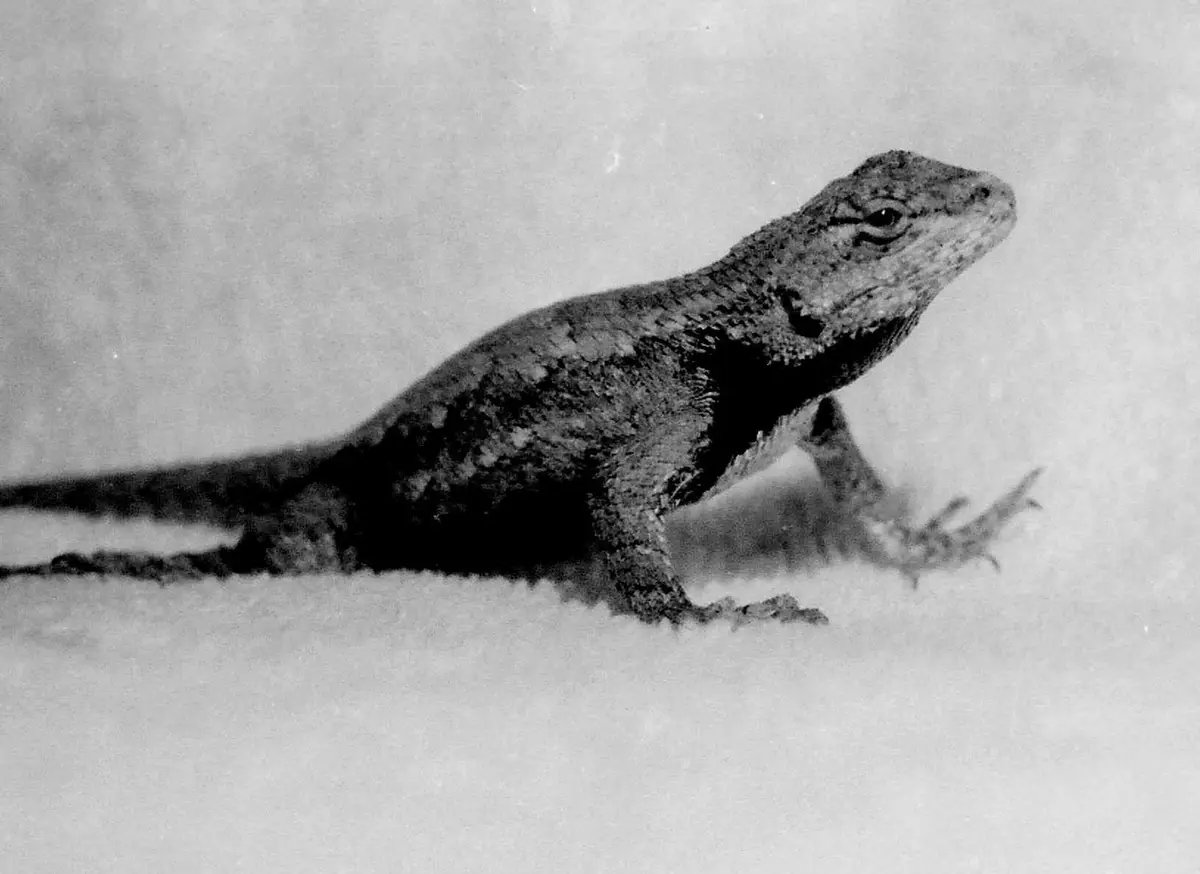 A black-and-white photo shows a lizard standing on snow, looking calm and composed. The overlaid text reads 'i'm not cold…