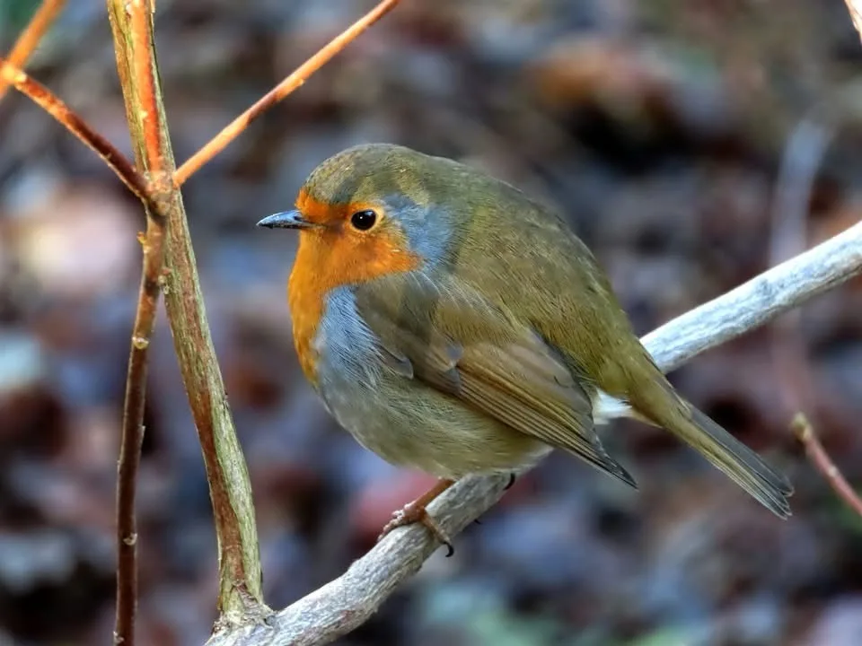 A close-up photograph of a European robin perched on a thin branch, showing its orange-red breast, greyish-brown back, and…