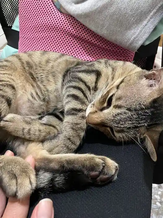 A tabby cat is curled up and sleeping soundly on a person's lap, with one paw resting near the person's hand. The cat's eyes…