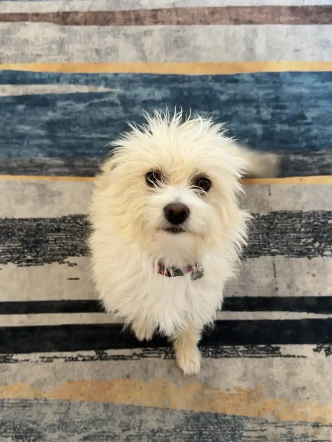 A small, fluffy white dog with messy fur and dark eyes looks up at the camera from a striped rug. The dog wears a collar and…