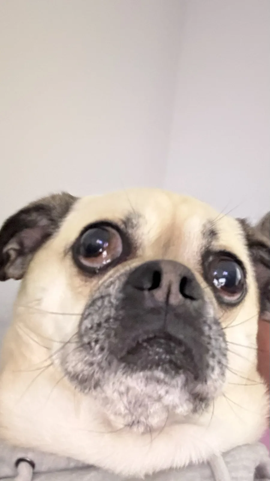 A close-up photo of a pug with large, expressive eyes looking upward, its face showing a sad or pleading expression. The pug…