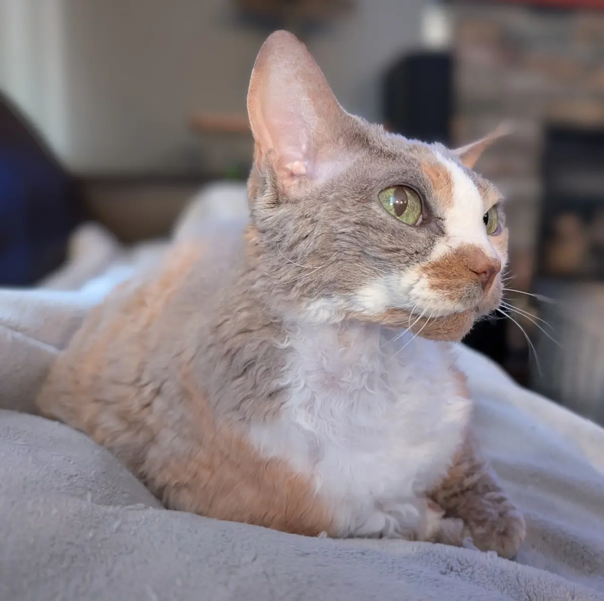 A close-up photo of a hairless cat with large ears and green eyes, lying on a gray blanket and looking off to the side. The…