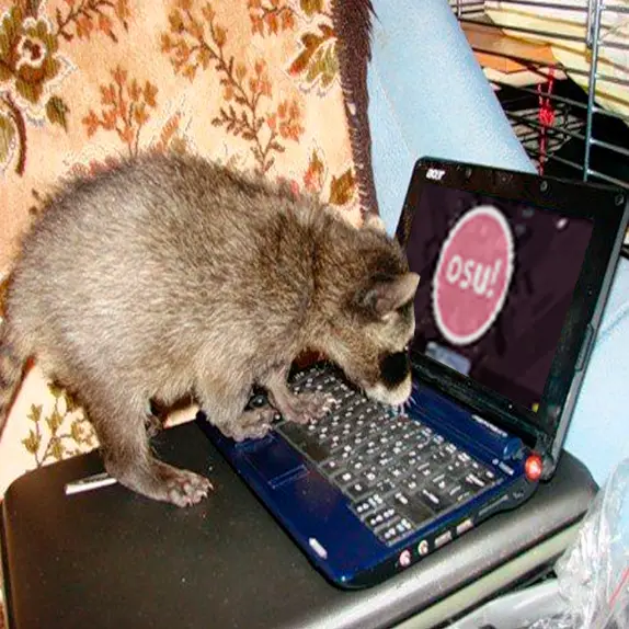 A raccoon is perched on a blue laptop, its paws on the keyboard, seemingly playing the rhythm game 'Osu!' which is displayed…