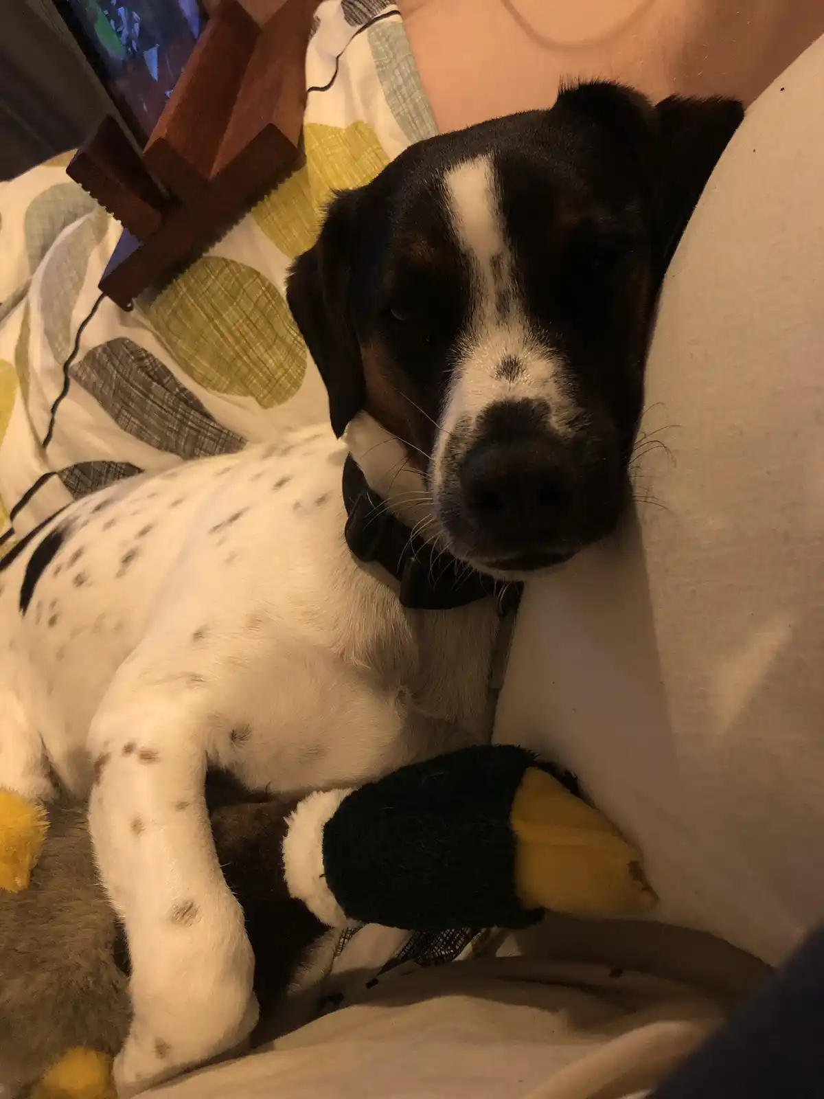 A black and white spotted dog with a black collar is lying on a bed, nestled against a person's chest and a pillow, with a…