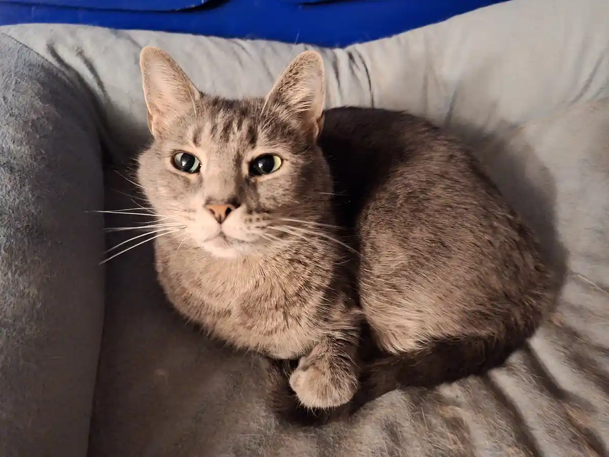 A gray tabby cat with green eyes sits curled up on a gray couch, looking directly at the camera with a calm, slightly…