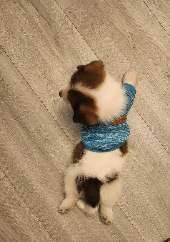 A small brown and white puppy wearing a blue sweater sits on a light wood floor, one paw raised as if waving or gesturing…