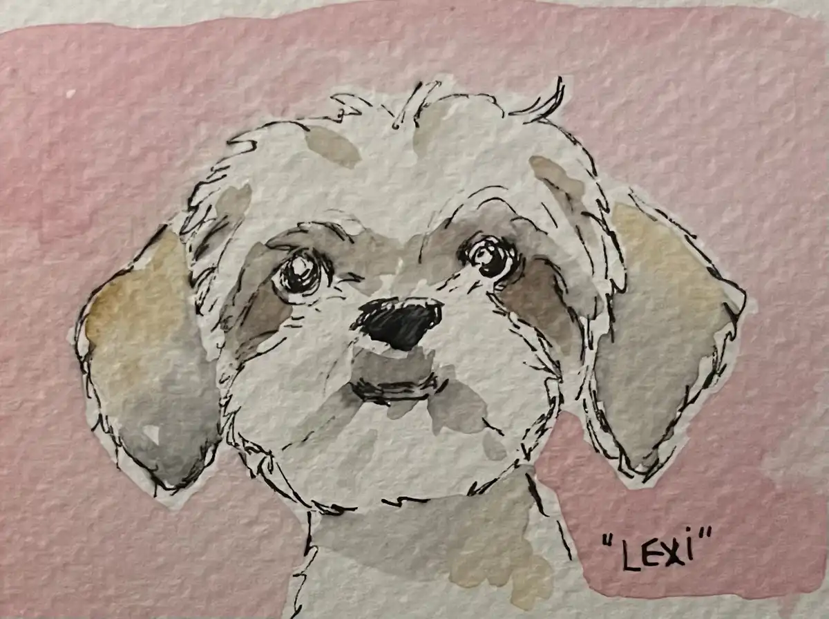 Meet Lexi, the Adorable Shih Tzu