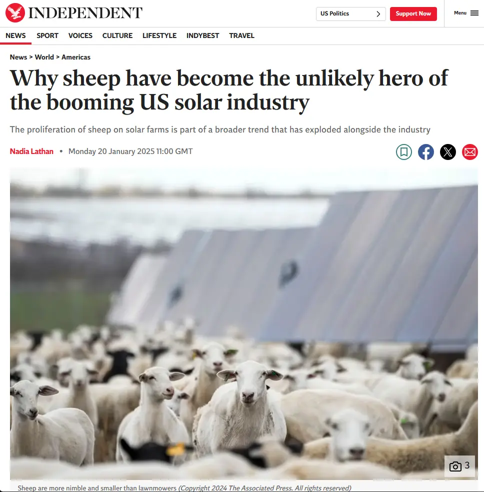 A news article screenshot from The Independent shows a large flock of sheep grazing in front of rows of solar panels. The…