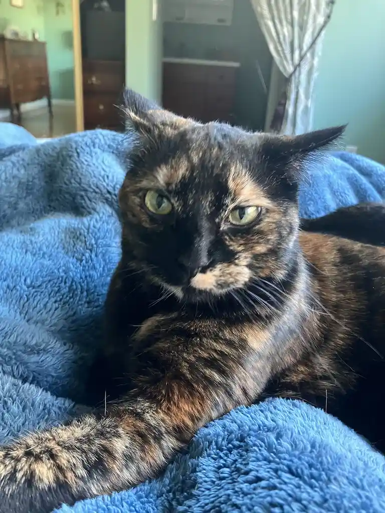 A tortoiseshell cat with green eyes lies on a fluffy blue blanket, looking directly at the camera with a bored, unimpressed…