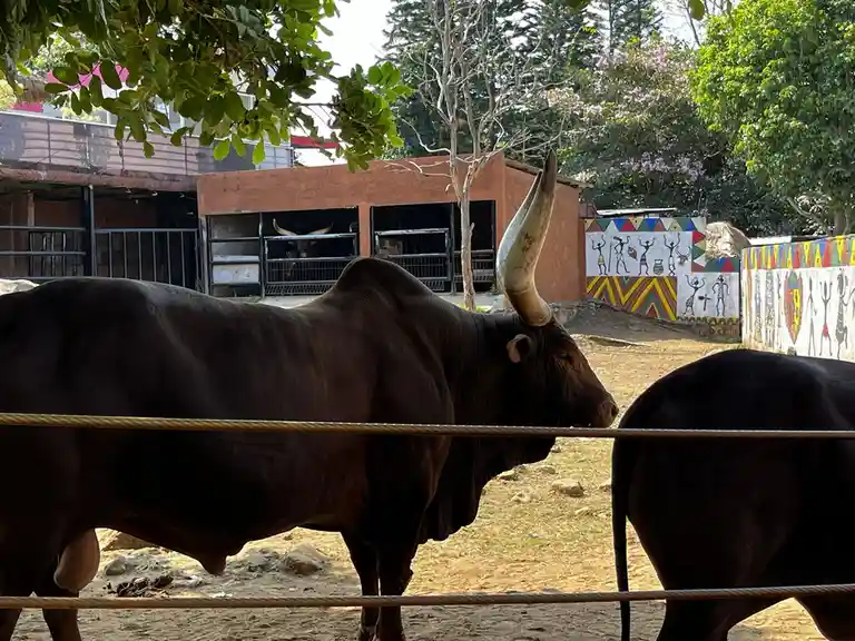 I stumbled upon another post featuring impressive horns