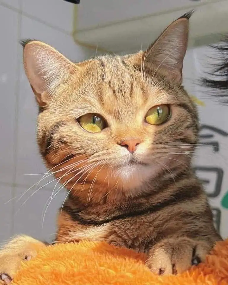 A close-up of a tabby cat with wide, yellow-green eyes looking directly at the camera, perched on an orange fluffy surface…
