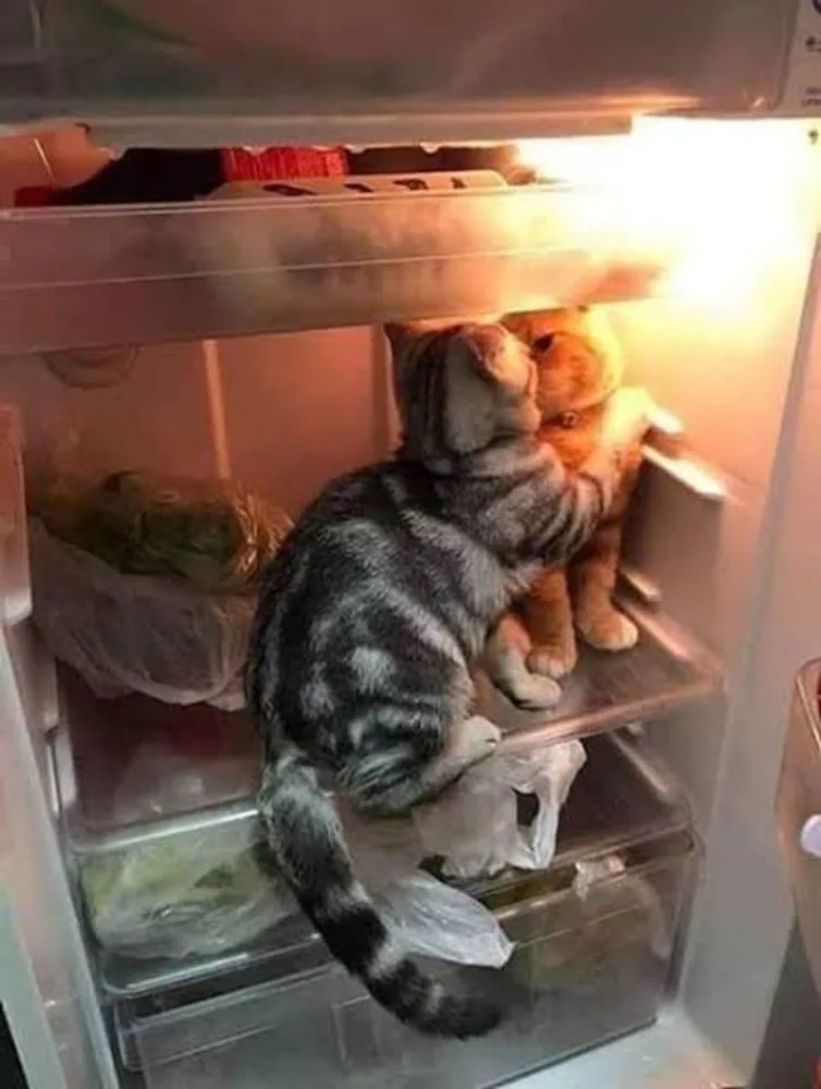 Two cats, one gray tabby and one orange tabby, are sitting inside an open refrigerator on a shelf, cuddling together. The…