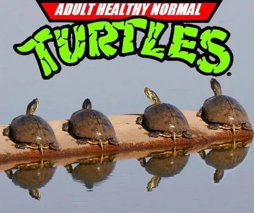 Four turtles are lined up on a log above calm water, their reflections visible below. Large green stylized text reads…