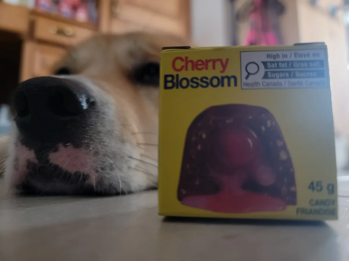 A close-up photo shows a dog's nose and part of its face resting on a countertop next to a yellow box of Cherry Blossom…